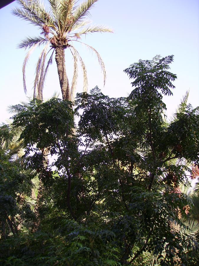 Appart Avec Vue Jardin/Majorelle 마라케시 외부 사진