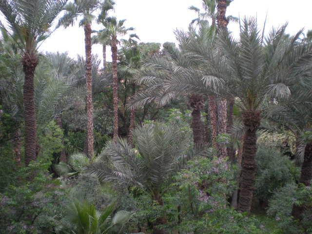 Appart Avec Vue Jardin/Majorelle 마라케시 외부 사진